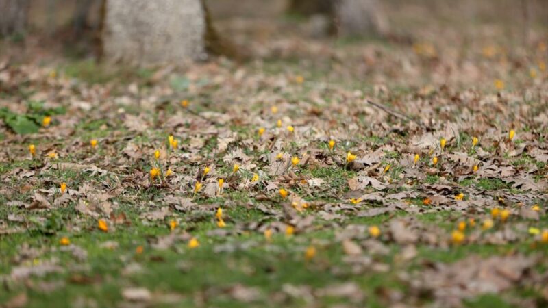 Baharın habercisi!