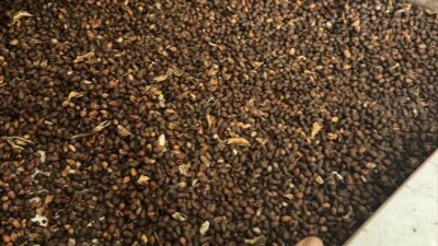 Çok sayıda ülkeye ihraç ediliyor!