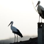 Yaren Leylek ve eşi, güzel görüntüler oluşturdu!