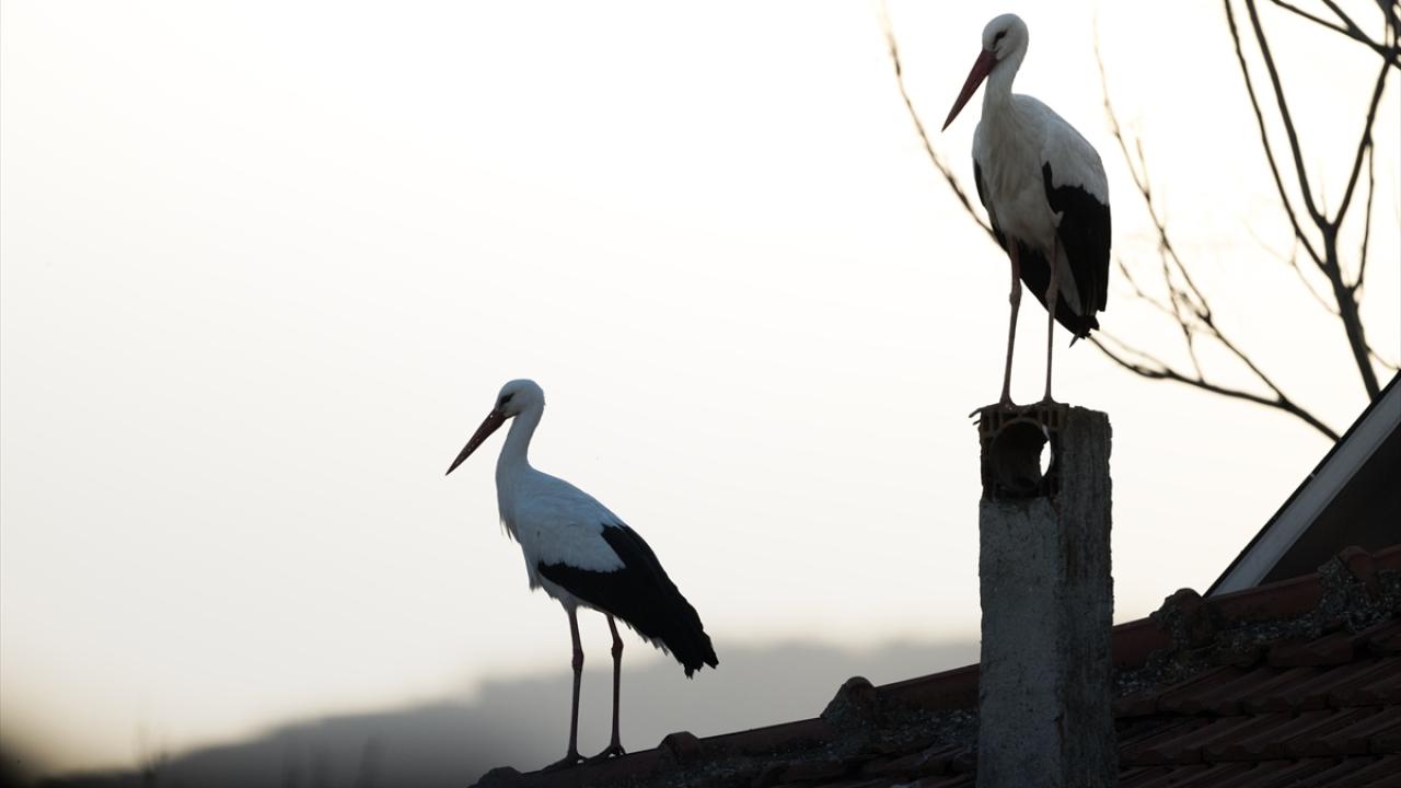Yaren Leylek ve eşi, güzel görüntüler oluşturdu!