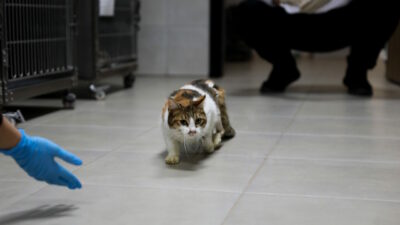 Bursa’da yaralı kediye Büyükşehir şefkati