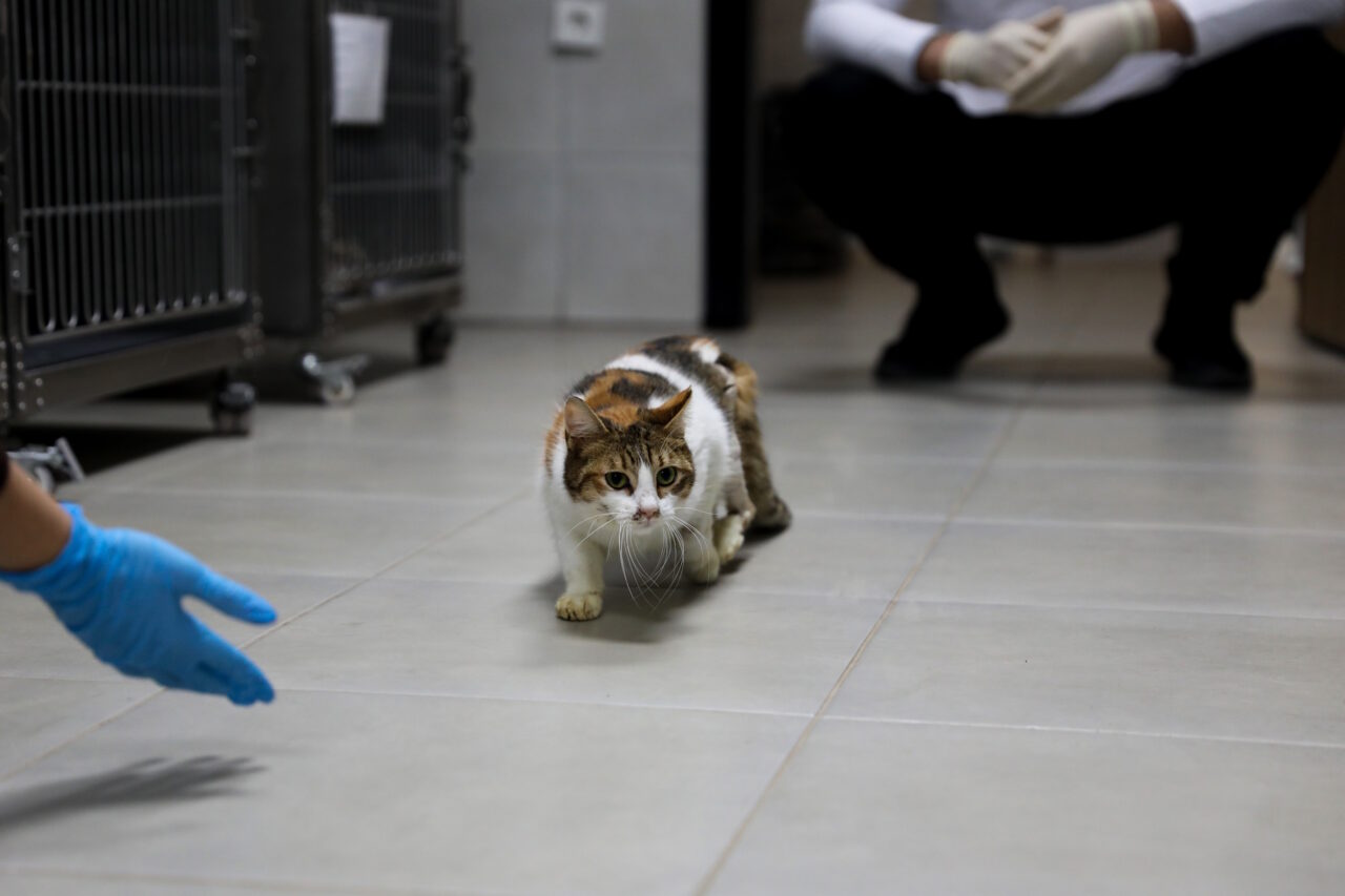 Bursa’da yaralı kediye Büyükşehir şefkati Bursa’da yaralı kediye Büyükşehir şefkati