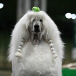 Can dostlarını hiç böyle görmediniz