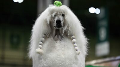 Can dostlarını hiç böyle görmediniz