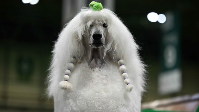 Can dostlarını hiç böyle görmediniz