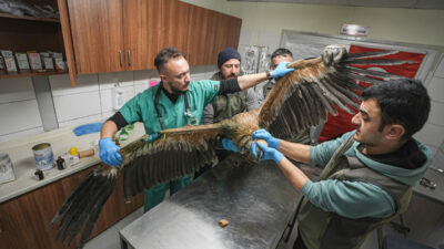 Bursa’da yaralı halde bulunan kızıl akbabaya özel ilgi