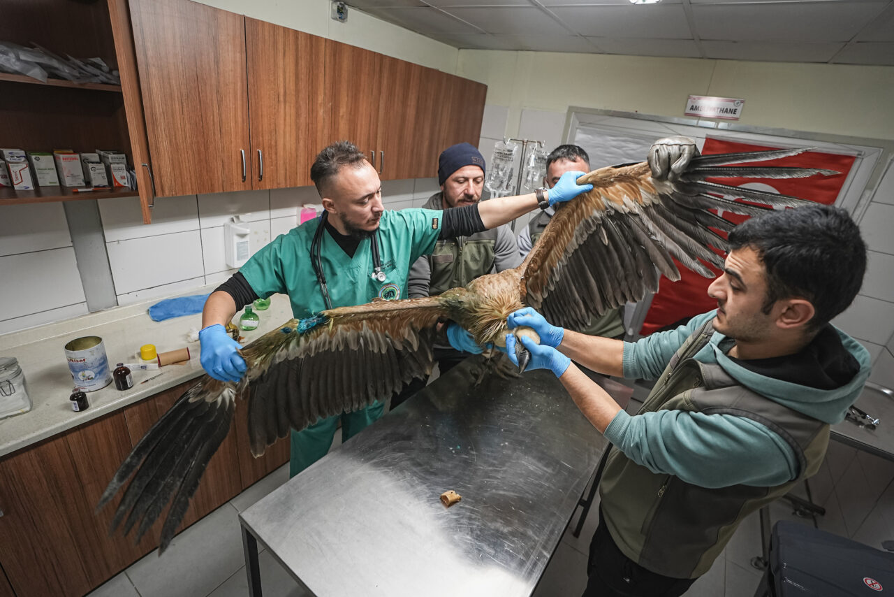 Bursa’da yaralı halde bulunan kızıl akbabaya özel ilgi