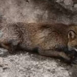 Uludağ yolunda vicdansızlık! Çarpıp kaçtılar