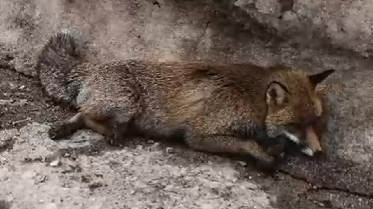 Uludağ yolunda vicdansızlık! Çarpıp kaçtılar