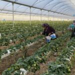 Kilosu 140 ile 160 TL arasında!