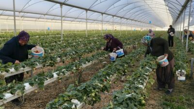 Kilosu 140 ile 160 TL arasında!