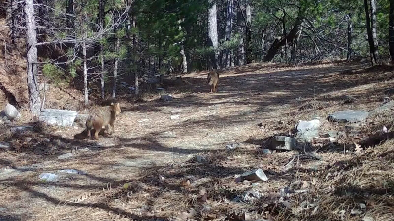 Bursa’da ormanda dolaşırken görüntülendiler Bursa’da ormanda dolaşırken görüntülendiler