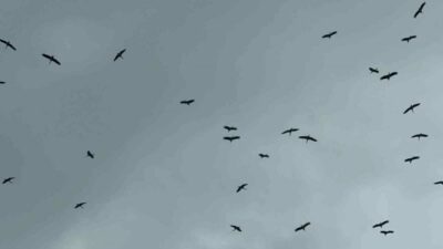 Bursa semalarında görsel şölen