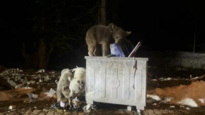 Bursa Uludağ’da ayılar kış uykusunadan uyandı!