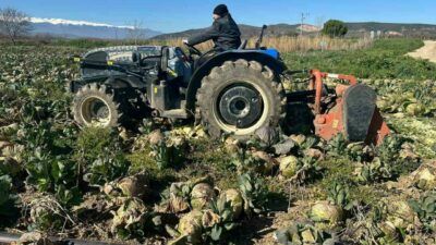 Bursa’da alıcısı çıkmayan ürün tarlada çürüdü