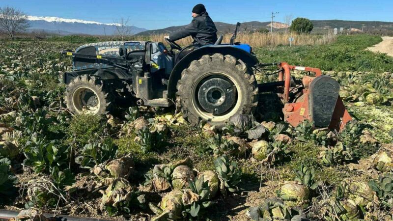 Bursa’da alıcısı çıkmayan ürün tarlada çürüdü