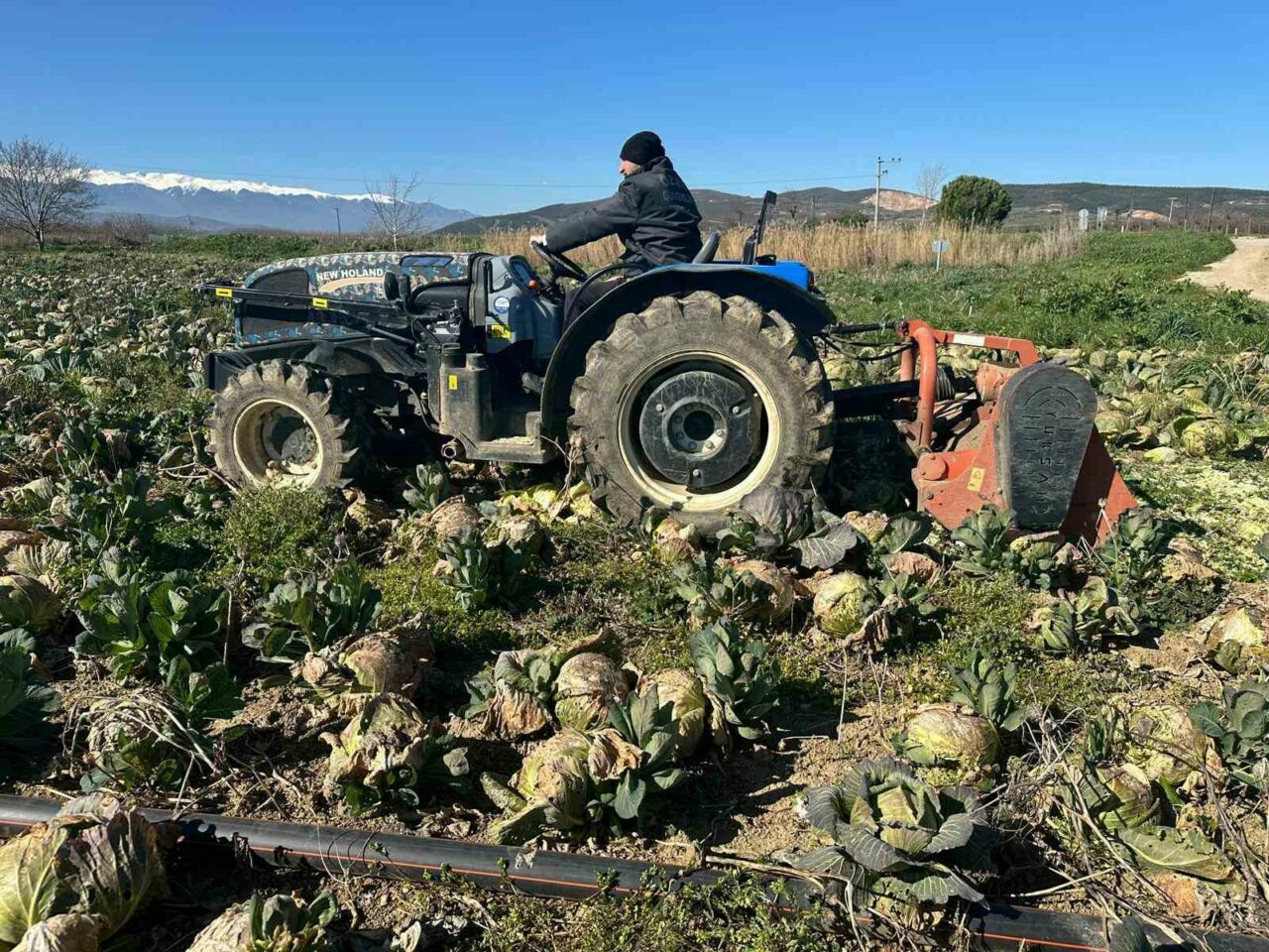 Bursa’da alıcısı çıkmayan ürün tarlada çürüdü