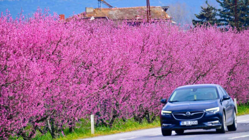 Bursa’nın İznik ilçesinde ilkbaharın gelişiyle birlikte meyve bahçeleri adeta renk