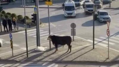 Bursa’da kaçan boğa trafiği karıştırdı