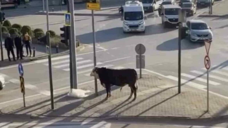 Bursa’da kaçan boğa trafiği karıştırdı Bursa’da kaçan boğa trafiği karıştırdı