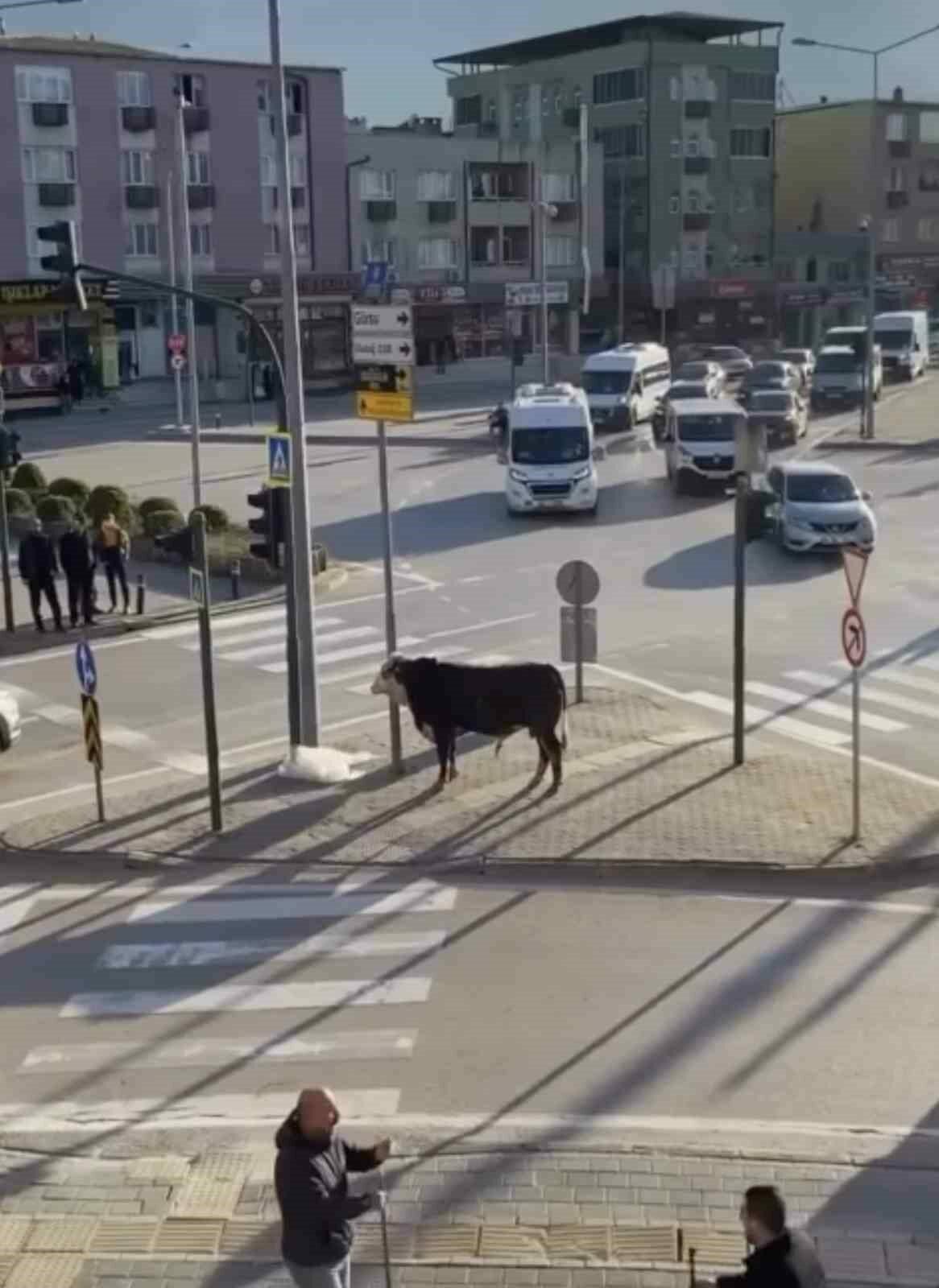 Bursa’da kaçan boğa trafiği karıştırdı