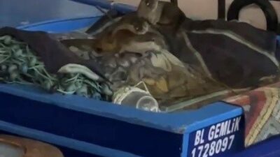 Bursa’da limanda sürpriz ziyaretçiler!