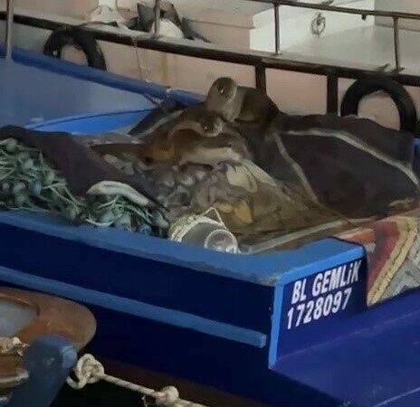 Bursa’da limanda sürpriz ziyaretçiler!