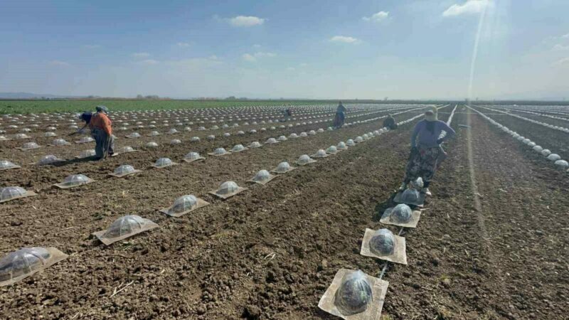 Bursa’da turfanda karpuz ekimi Bursa’da turfanda karpuz ekimi