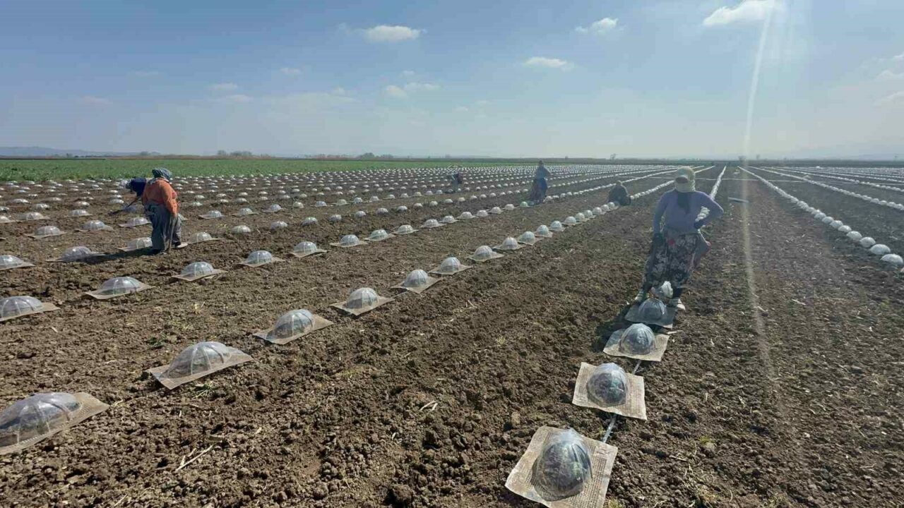 Bursa’da turfanda karpuz ekimi