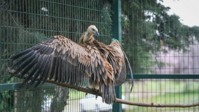 Bursa’da yaralı bulunan kızıl akbaba yeniden uçmaya hazırlanıyor