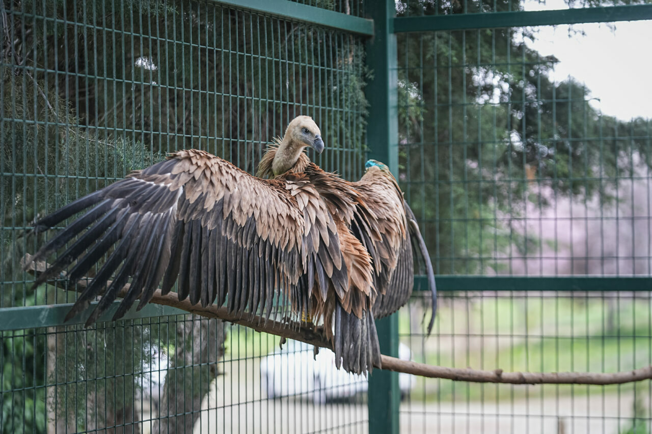 Bursa’da yaralı bulunan kızıl akbaba yeniden uçmaya hazırlanıyor
