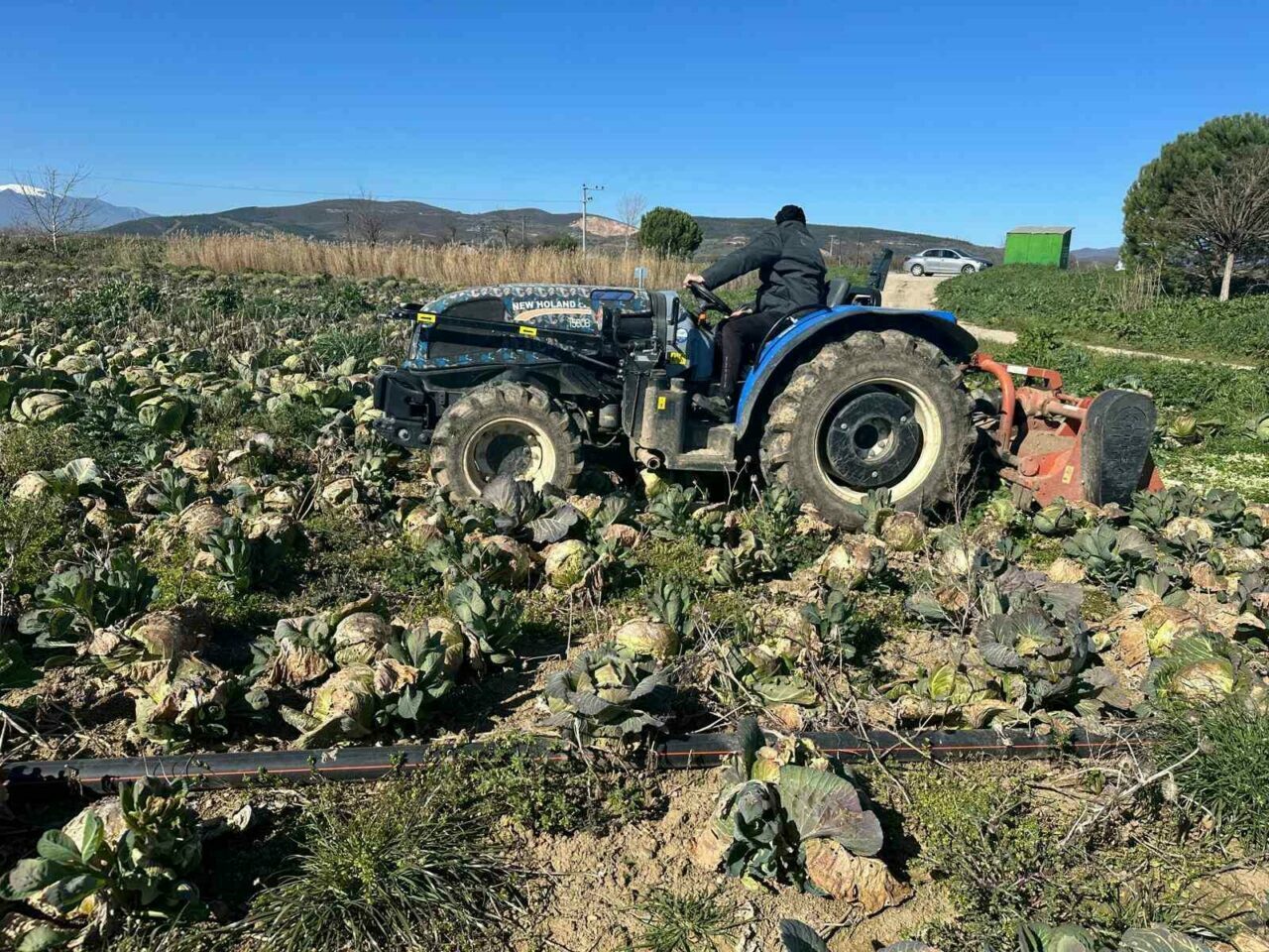 Bursa’da yüzlerce dönüm ürün çöp oldu! Pazarda 70 lira ama…