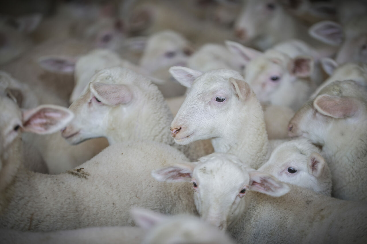 bursadaki dev ciftlikte 11 bin kuzu dunyaya gelecek 1235bb395ec5