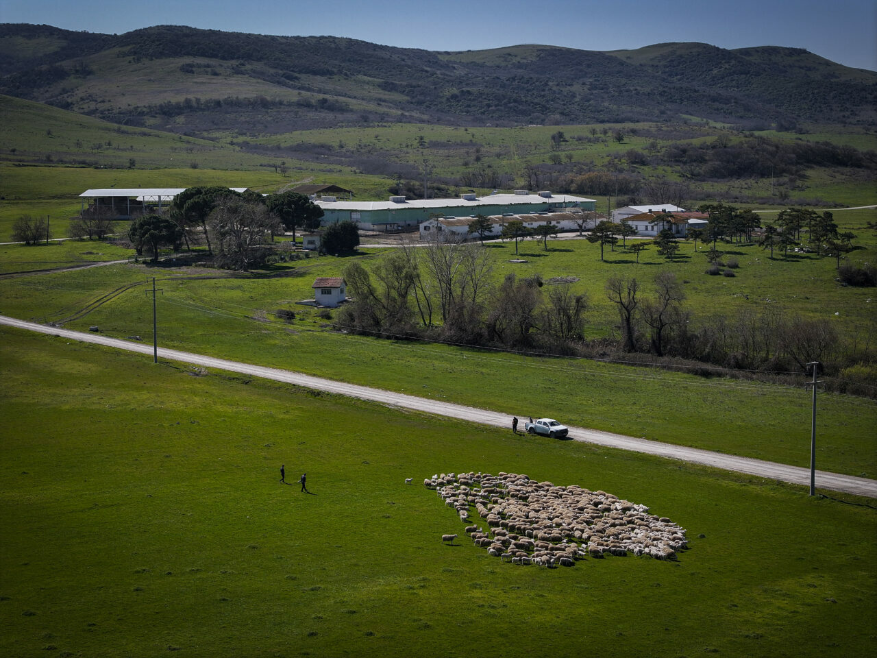 bursadaki dev ciftlikte 11 bin kuzu dunyaya gelecek 188004ebea81