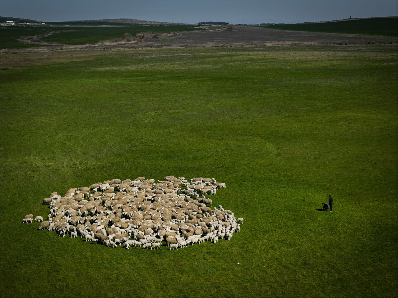 bursadaki dev ciftlikte 11 bin kuzu dunyaya gelecek 1be645f5fb3a