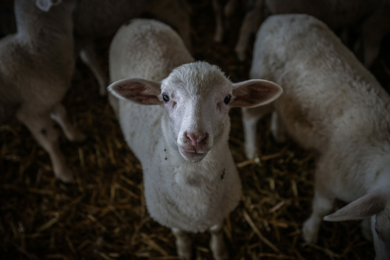 bursadaki dev ciftlikte 11 bin kuzu dunyaya gelecek 1f46e1c72211