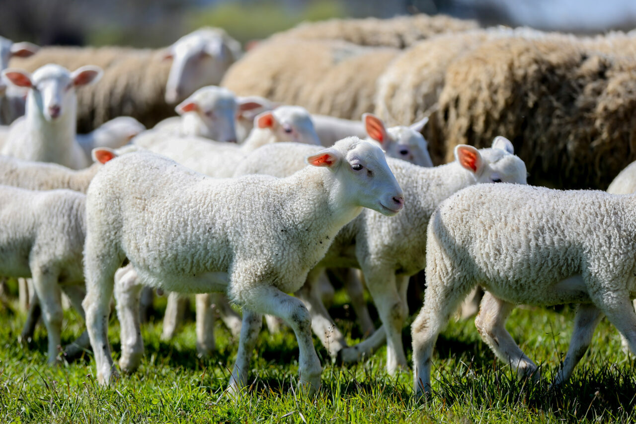 bursadaki dev ciftlikte 11 bin kuzu dunyaya gelecek 2145aa694877