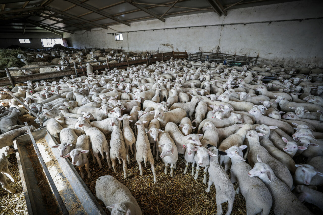 bursadaki dev ciftlikte 11 bin kuzu dunyaya gelecek 214739de4b61