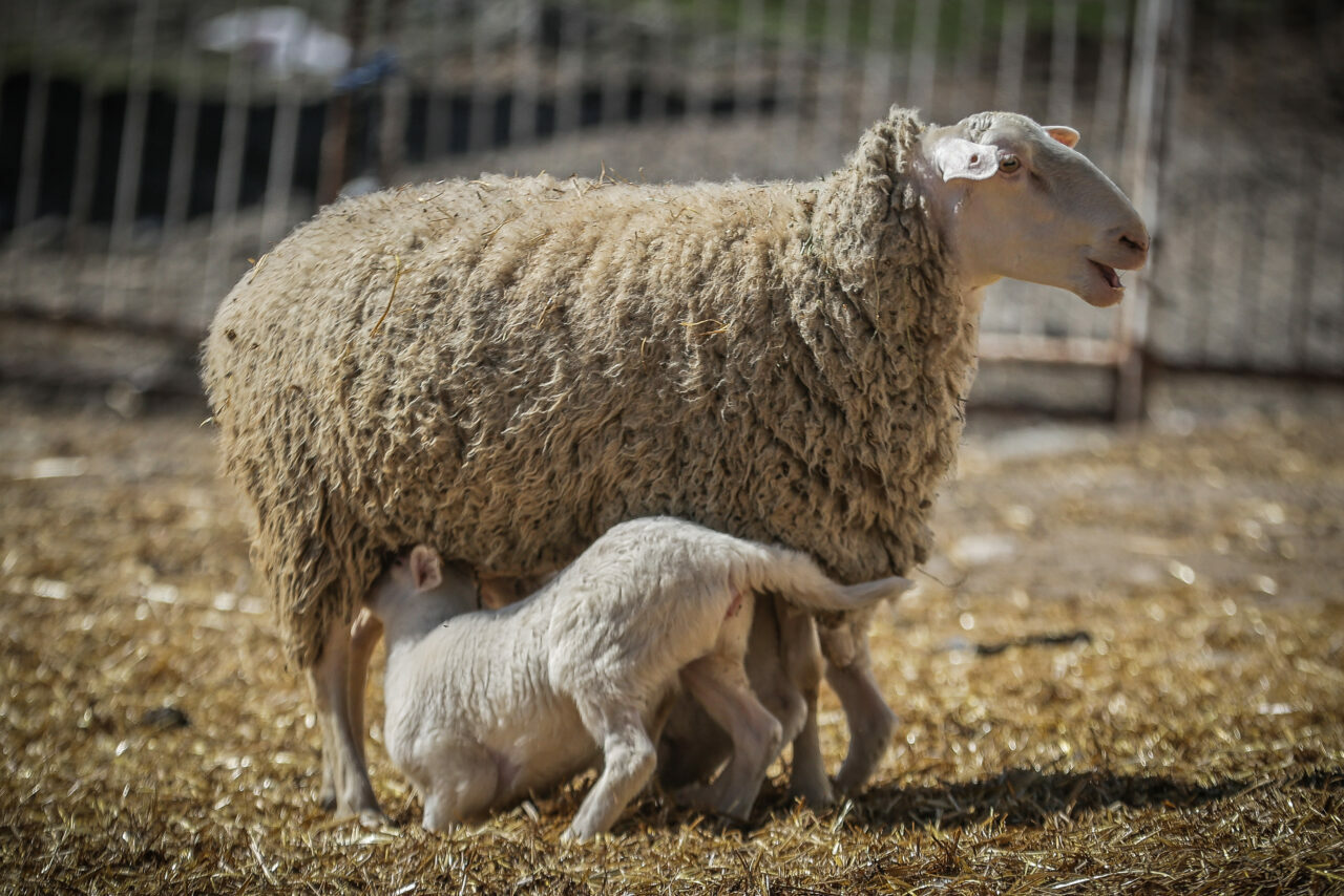 bursadaki dev ciftlikte 11 bin kuzu dunyaya gelecek 24dcaa61c70c