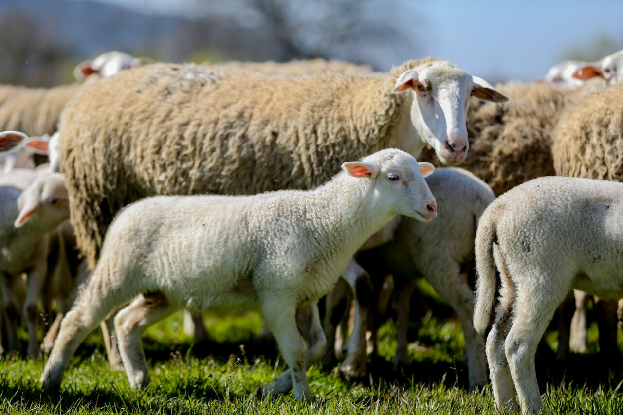 bursadaki dev ciftlikte 11 bin kuzu dunyaya gelecek 2ae2a9fc0c70