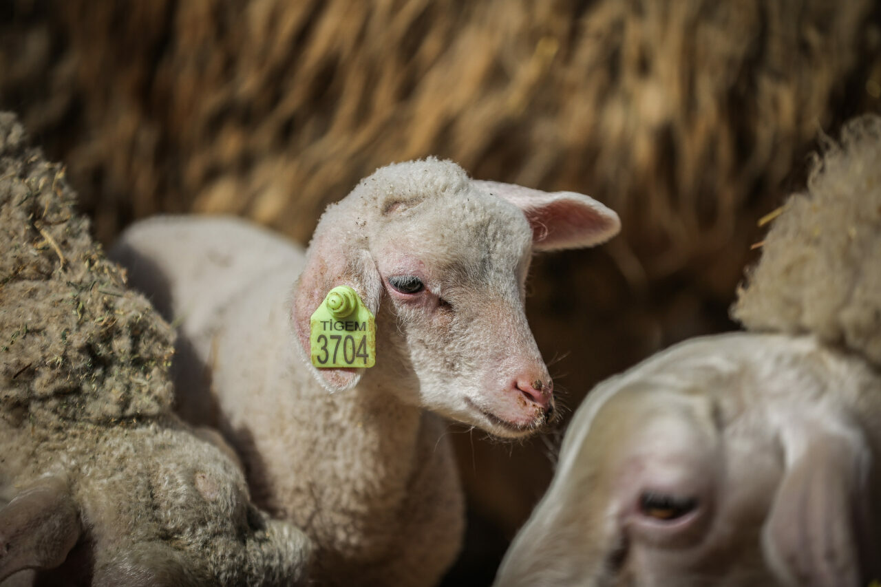 bursadaki dev ciftlikte 11 bin kuzu dunyaya gelecek 326dc07cdea3