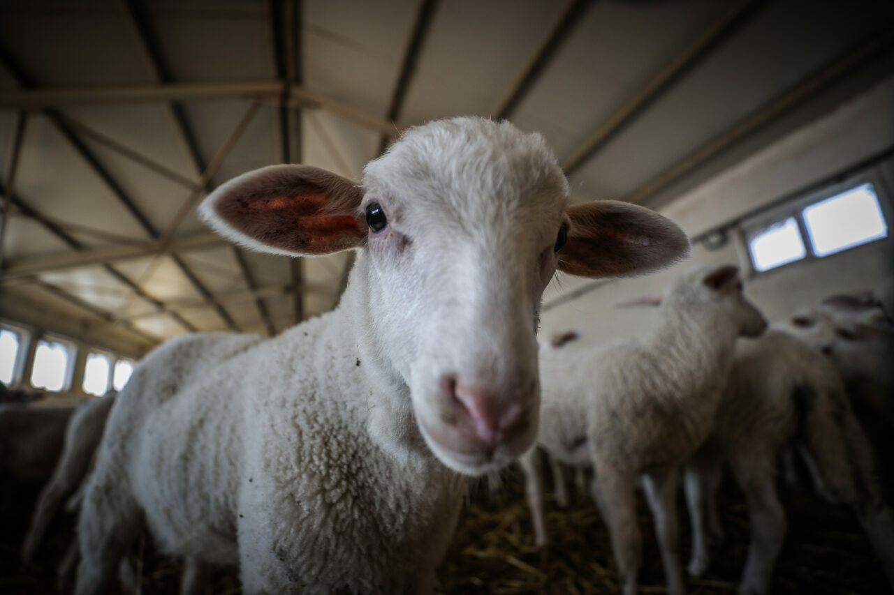 bursadaki dev ciftlikte 11 bin kuzu dunyaya gelecek 33efa3d27844