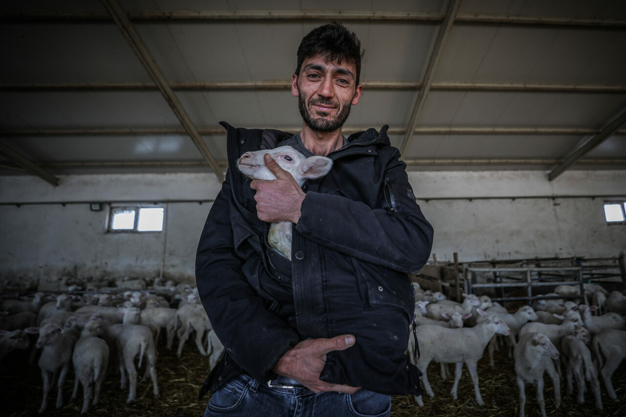 bursadaki dev ciftlikte 11 bin kuzu dunyaya gelecek 3926be3d75ad