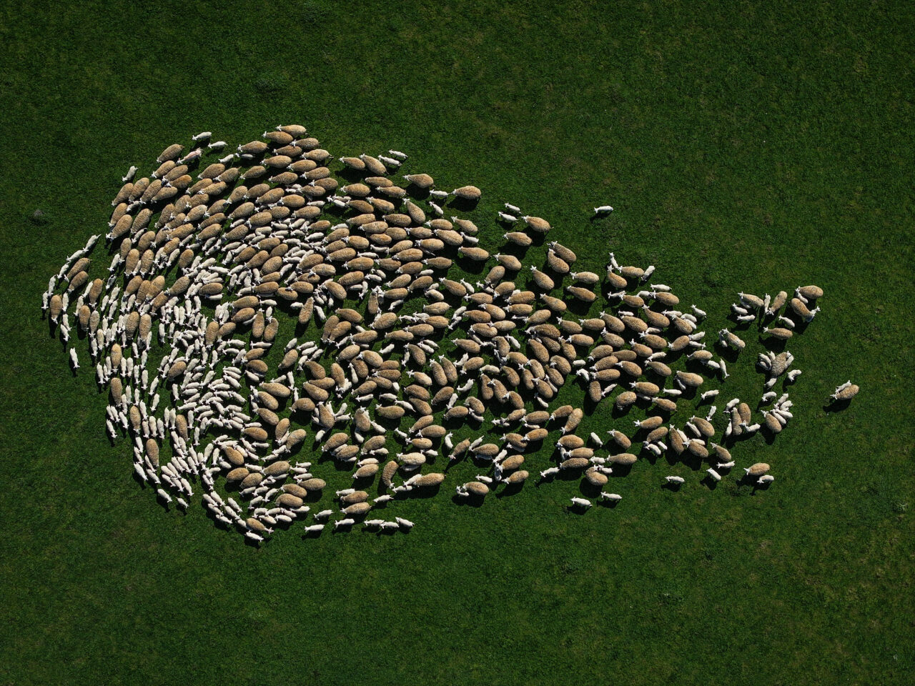 bursadaki dev ciftlikte 11 bin kuzu dunyaya gelecek 3e7b7e051ffb