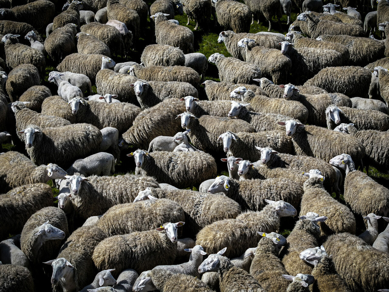 bursadaki dev ciftlikte 11 bin kuzu dunyaya gelecek 3ebe2219d380