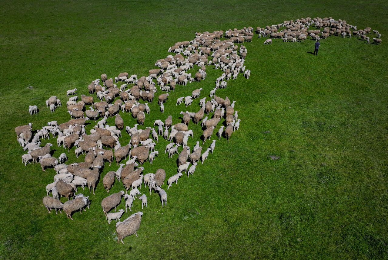 bursadaki dev ciftlikte 11 bin kuzu dunyaya gelecek 4299059d1140