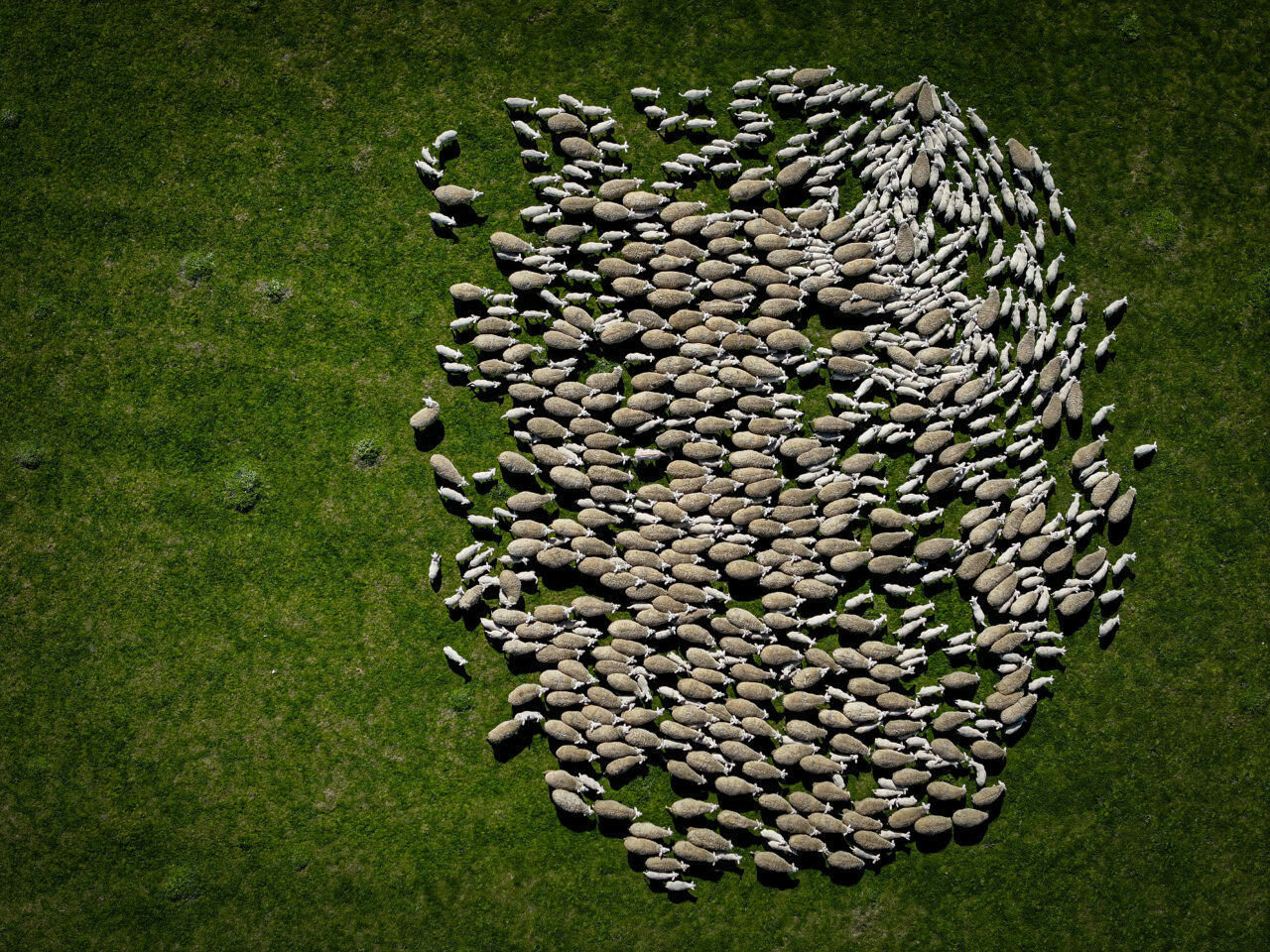 bursadaki dev ciftlikte 11 bin kuzu dunyaya gelecek 430617594392