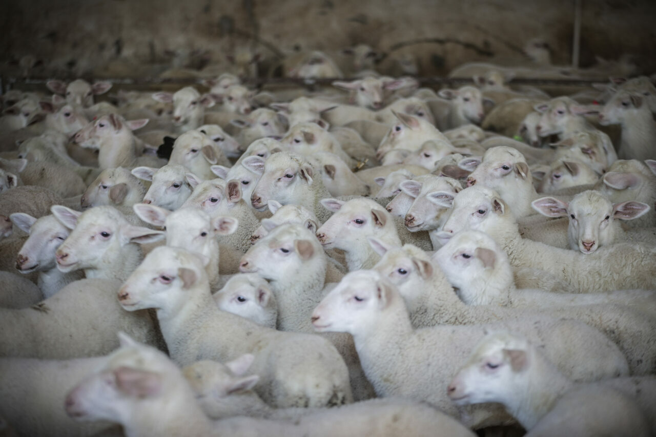 bursadaki dev ciftlikte 11 bin kuzu dunyaya gelecek 513dcddf522c