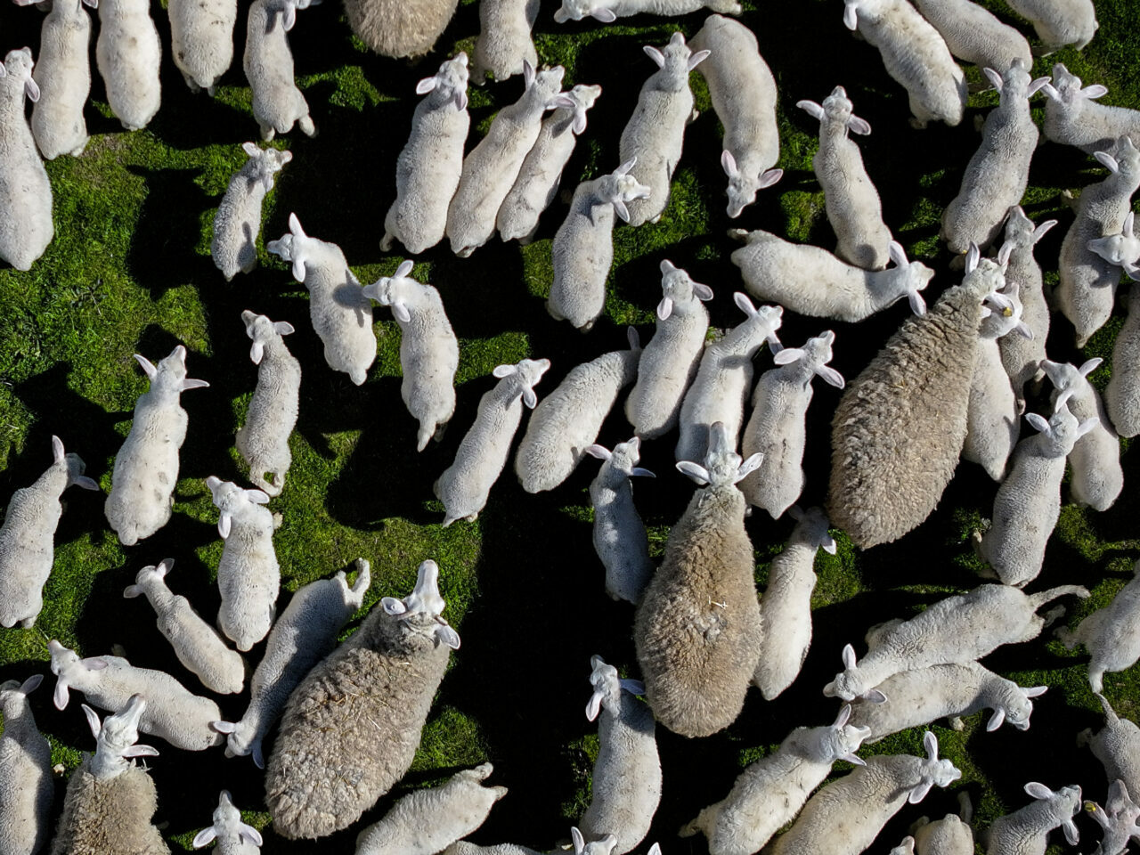 bursadaki dev ciftlikte 11 bin kuzu dunyaya gelecek 58ecec8c0c1b