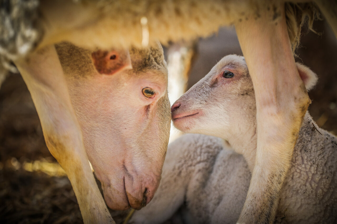 bursadaki dev ciftlikte 11 bin kuzu dunyaya gelecek 5caf8b4b2e9e